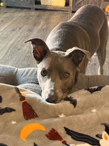 Ginny review photo
