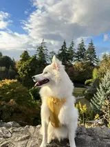 Kdsotdog review photo