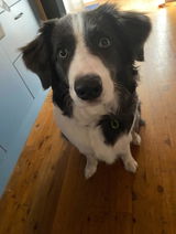 Rosiethebordercollie review photo