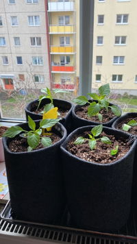 3l Stofftopf "Chiliwelten" mit Reißverschluss