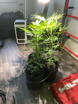 Anonym review photo