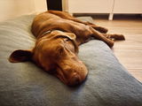 CHILL THE DOG®