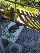 CHILL THE DOG®