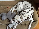 CHILL THE DOG®