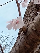 匿名 review photo