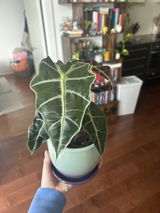 Customer review photo