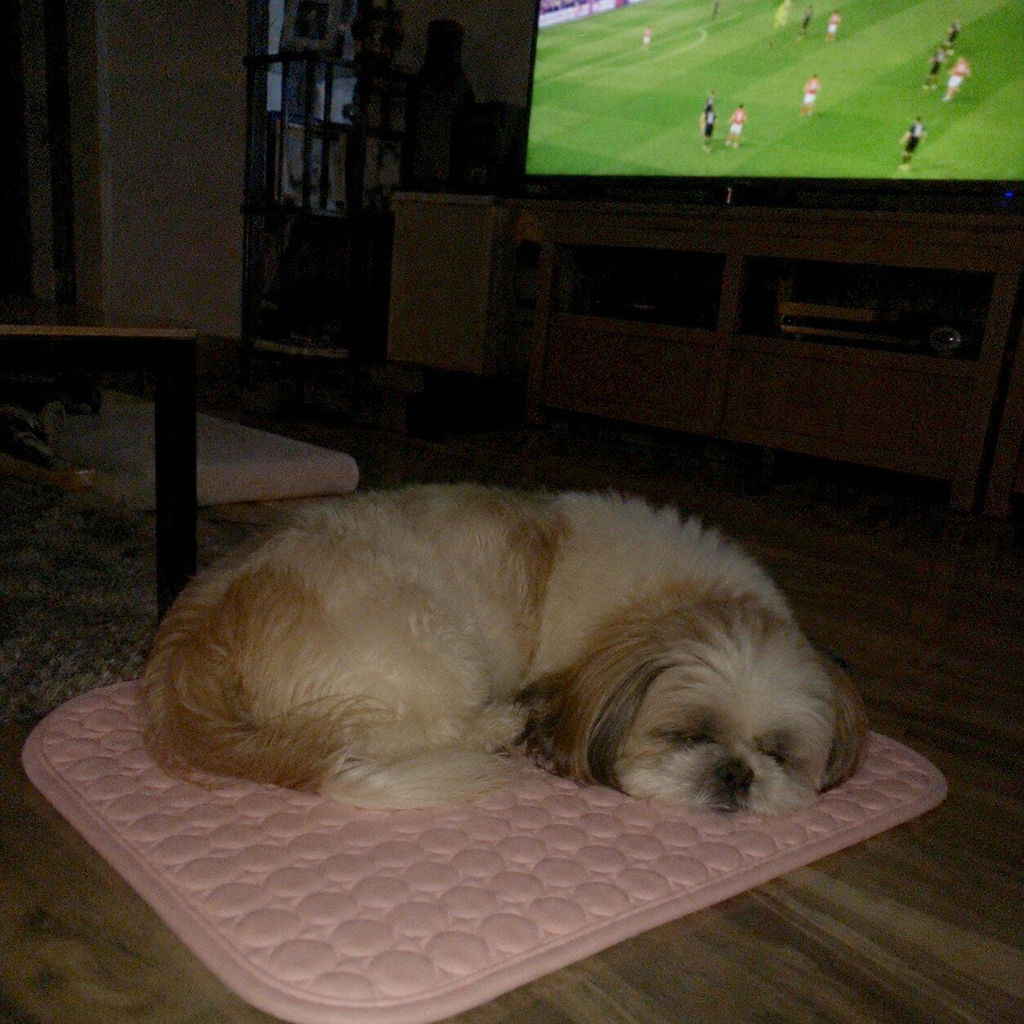 Kühlende Hundematte