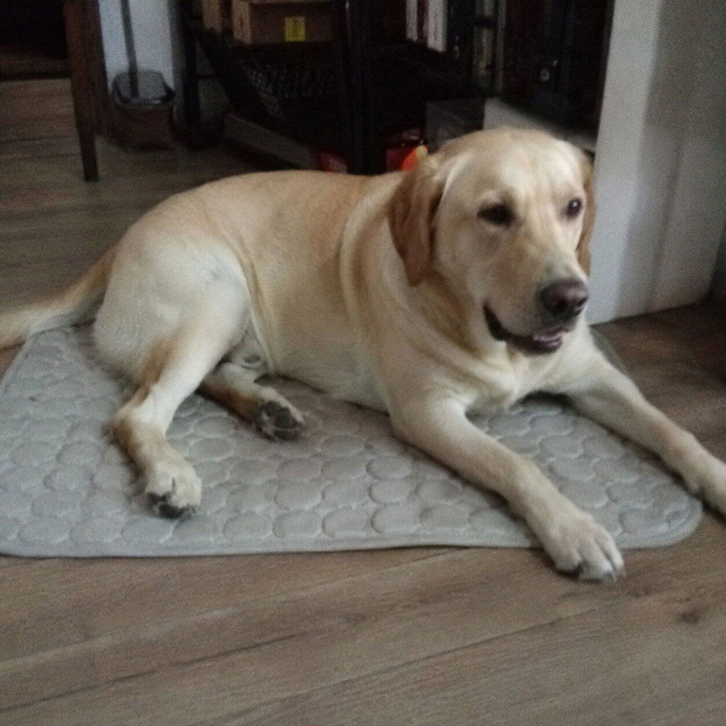 Hundematte für heiße Sommertage