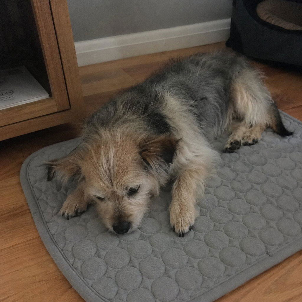 Hund entspannt auf Kühlmatte