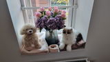 Milou review photo