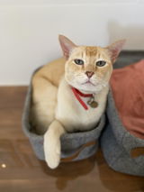 Prudence review photo