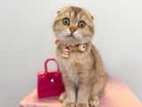 Crème de la crème pet necklace