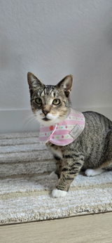 Kitty and Bear Pet Bandana (reversible 4-way wear)