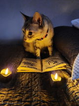 Ancient Meowgic Crinkle Catnip Spell Book