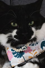 La Meow Meow Pet Bandana (reversible 4-way wear)
