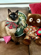 Holiday Tartan 4-way Pet Bandana