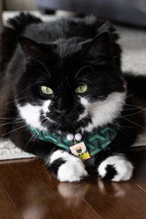 Tarot Card Pet Necklace
