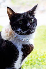 My Petite Rosette Pet Necklace
