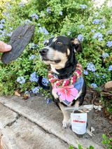 Jenn & Stella | @stellainhawaii review photo