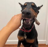 Haley | @alohadobbydoo.thedobie review photo