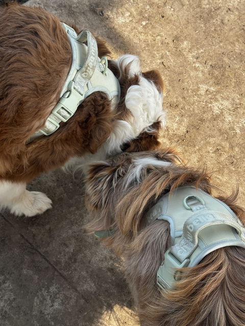 MoveLite No Pull Dog Harness - Mint