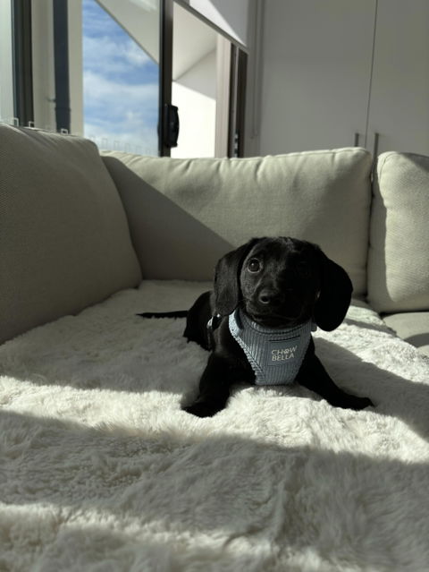Corduroy Dog Harness - Blue