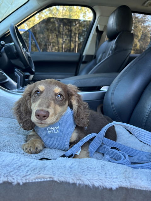Corduroy Dog Harness - Blue