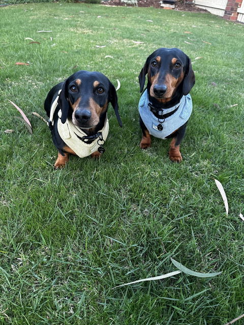 Corduroy Dog Harness - Blue