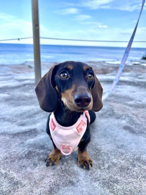 MoveLite No Pull Dog Harness - Pink