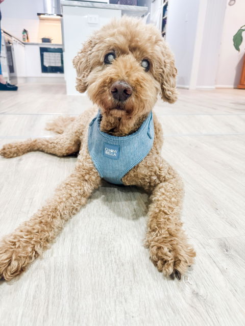 Corduroy Dog Harness - Blue