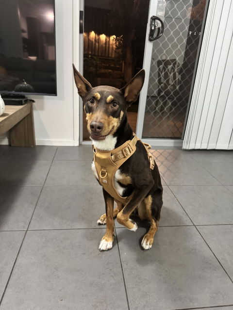 MoveLite No Pull Dog Harness - Tan