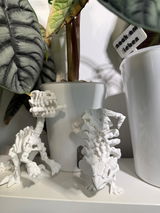 Ankylosaurus Skelett