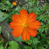 Marge review photo