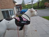 Ahri Stevenson review photo