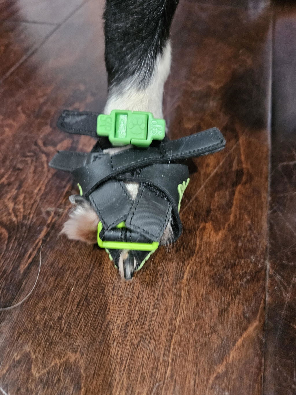 Clawgs V3