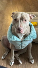 Maya la pitbull review photo
