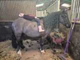 Louise Sharpe Equestrian Services review photo