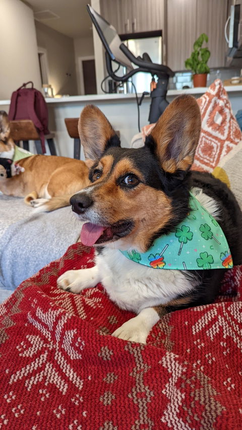 Shamrock Formal Bandana | 2 Options!