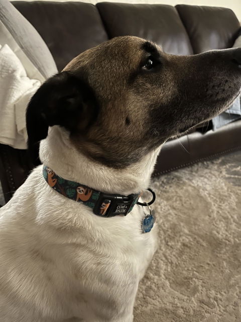 Sleepy the Sloth Dog Collar