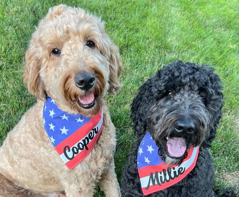 C&B American Pup Flag Bandana