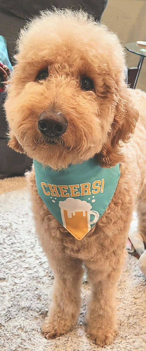 Cheers Dog Bandana