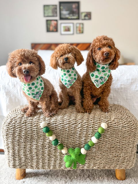 Shamrock Dog Bandana
