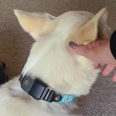 Thin & Sleek 3/4" Waterproof Fi Compatible Dog Collar