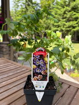 Sue Berg review photo