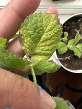 Erin Azar review photo