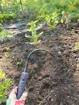 Borders Farm Community Food Bank Garden review photo