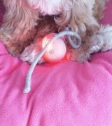 Felipe Vargas review photo