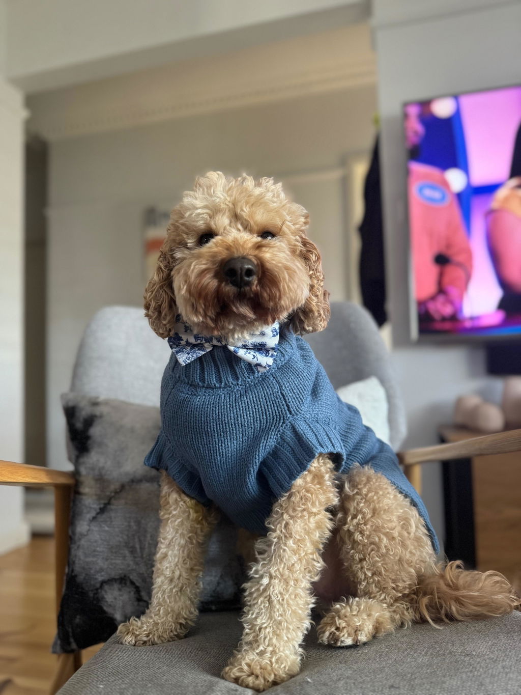 Coco & Pud Coco Cable Dog Sweater/ Dog Jumper - Boathouse Blue