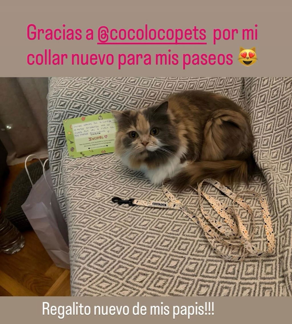 COLLAR GATOS TROPICAL