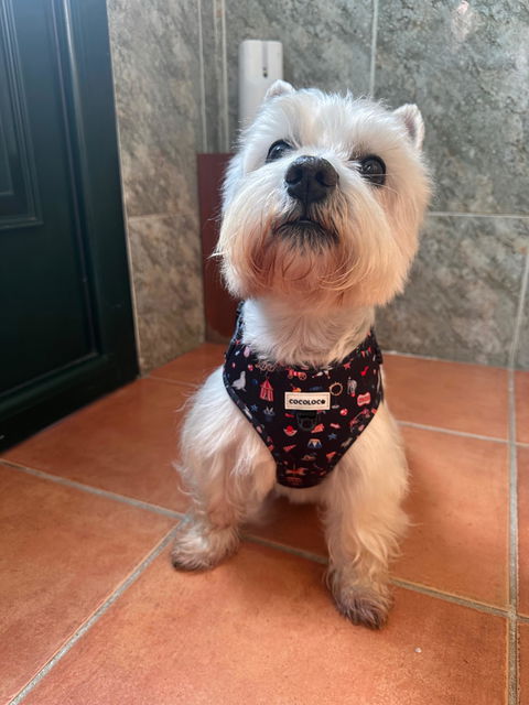 Westie con su arnés COCOLOCO mirando a cámara